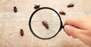 Identifying Pest Problem with Totalease Ventures