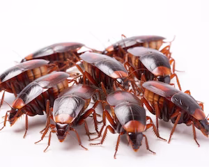 Cockroaches