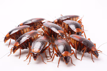 Cockroaches