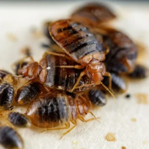 Bedbug