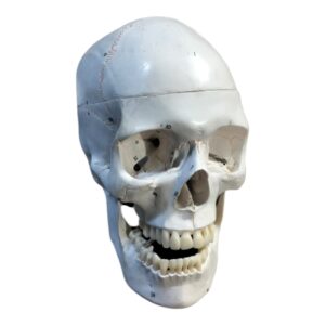 anatomical skull model