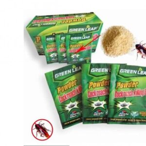 Green Leaf Cockroach