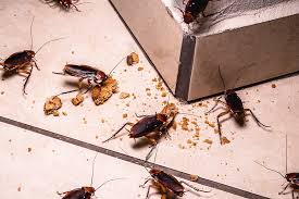Cockroach infestation in kitchen in Kenya