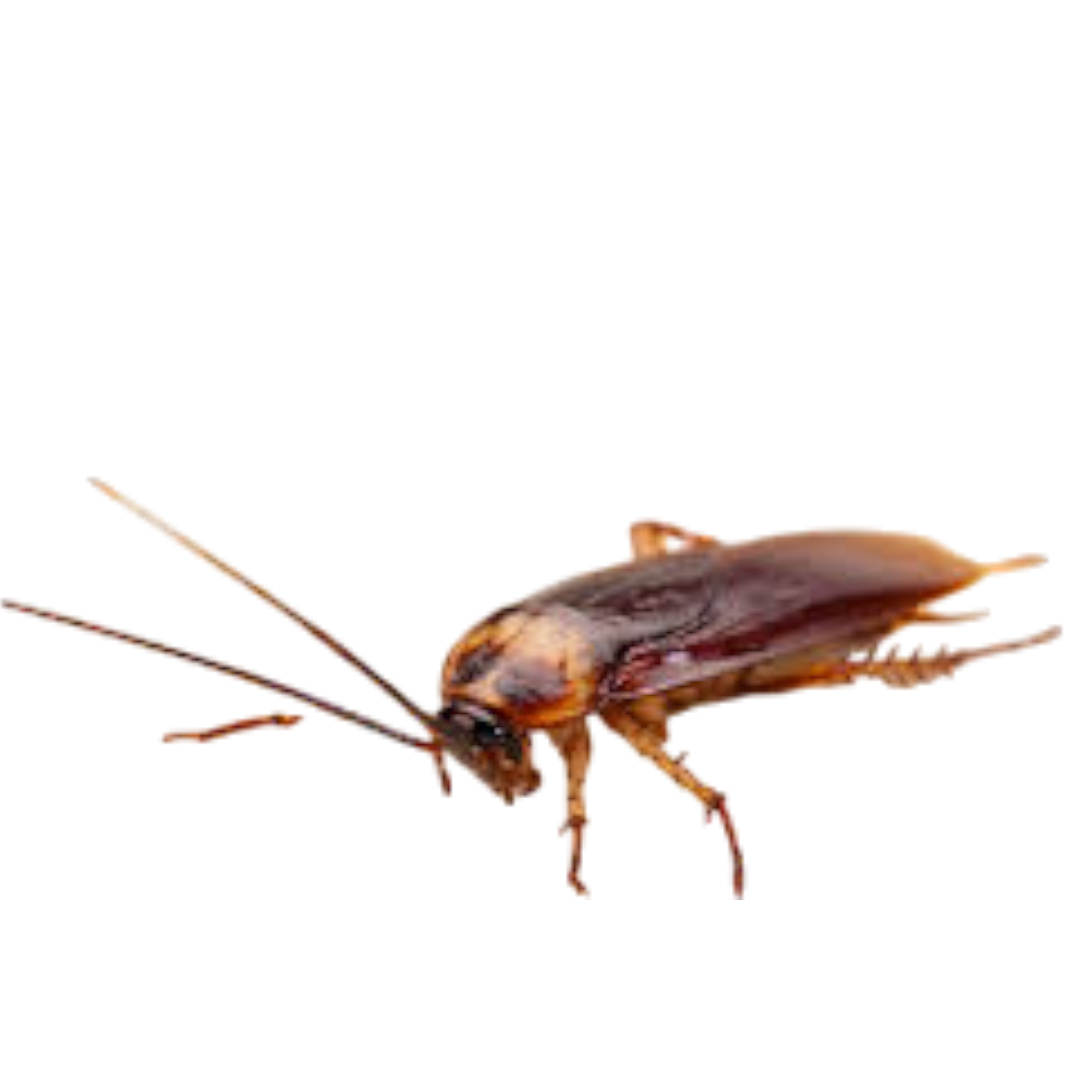 Cockroach extermination service by Totalease in Kenya